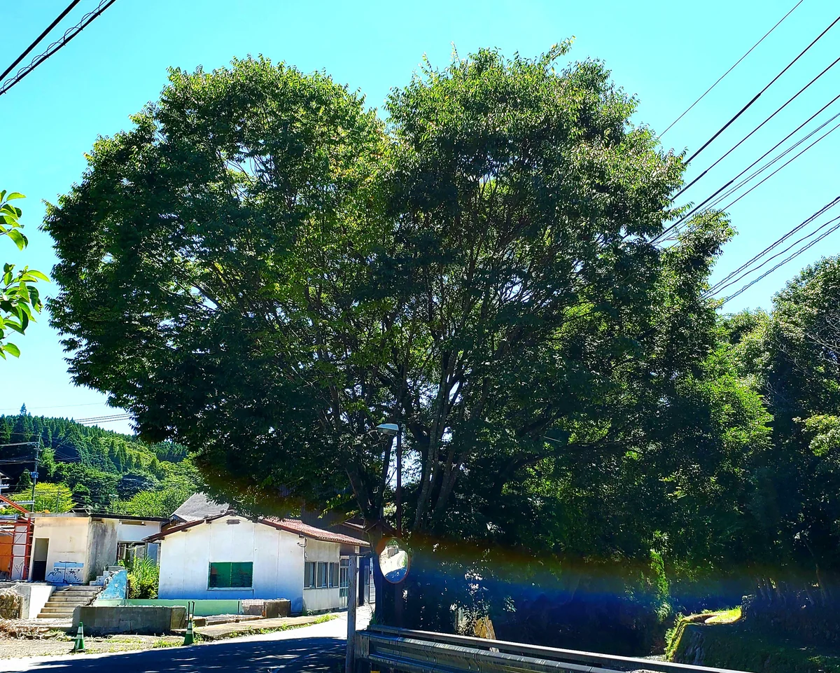 投稿写真：龍神木様の大きなハートツリー