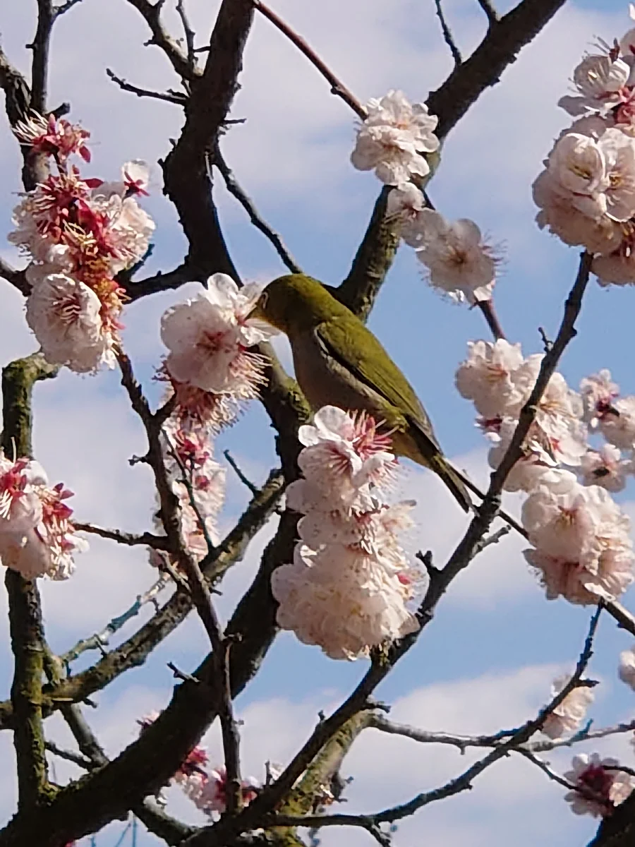 投稿写真：梅に鶯