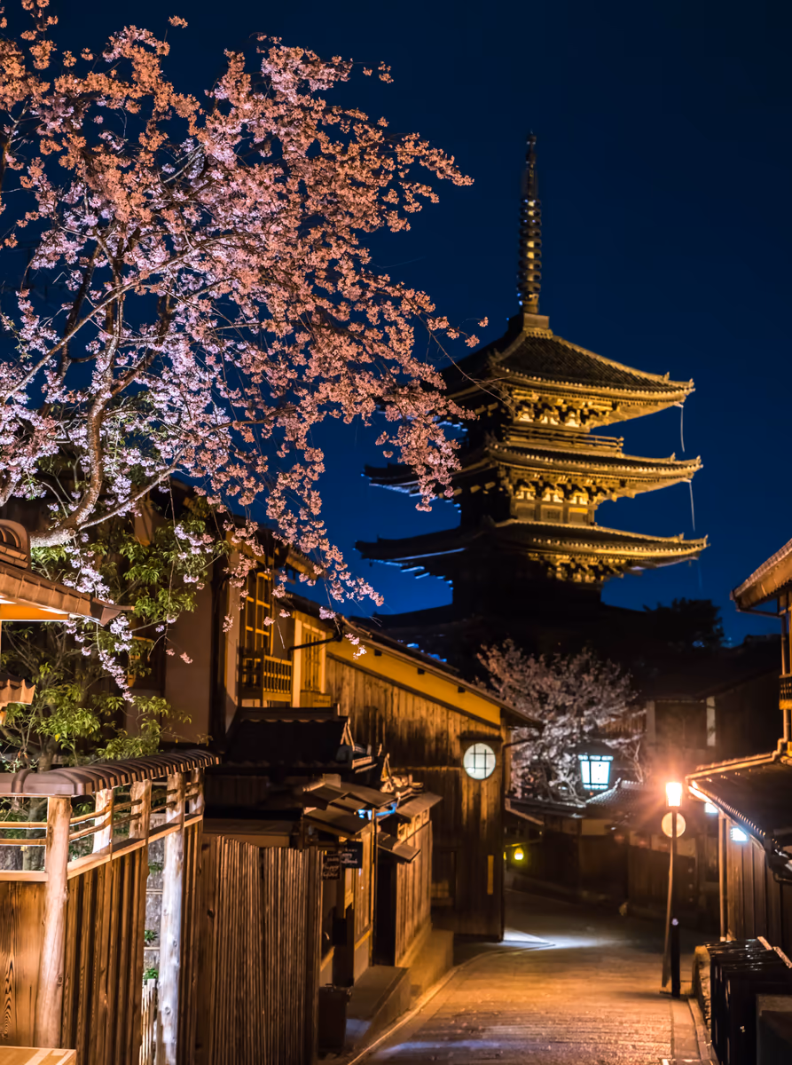 投稿写真：夜桜と金色に輝く八坂の塔