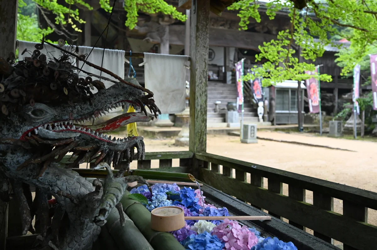 投稿写真：紫陽花に驚く龍