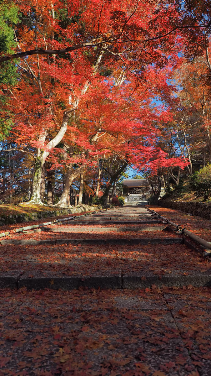 投稿写真：毘沙門堂　秋の参道