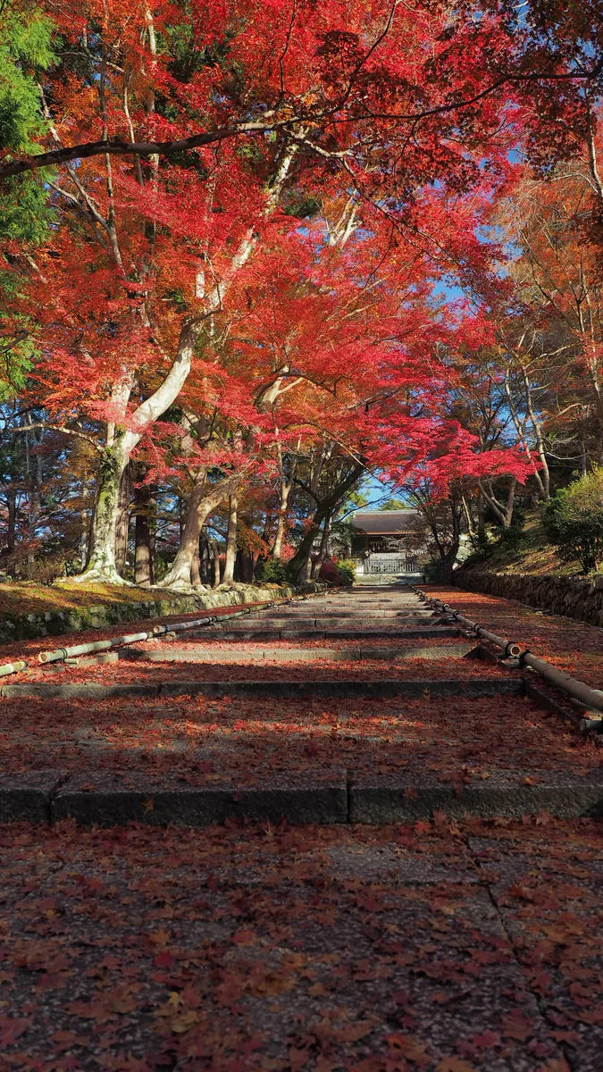 投稿写真：毘沙門堂　秋の参道