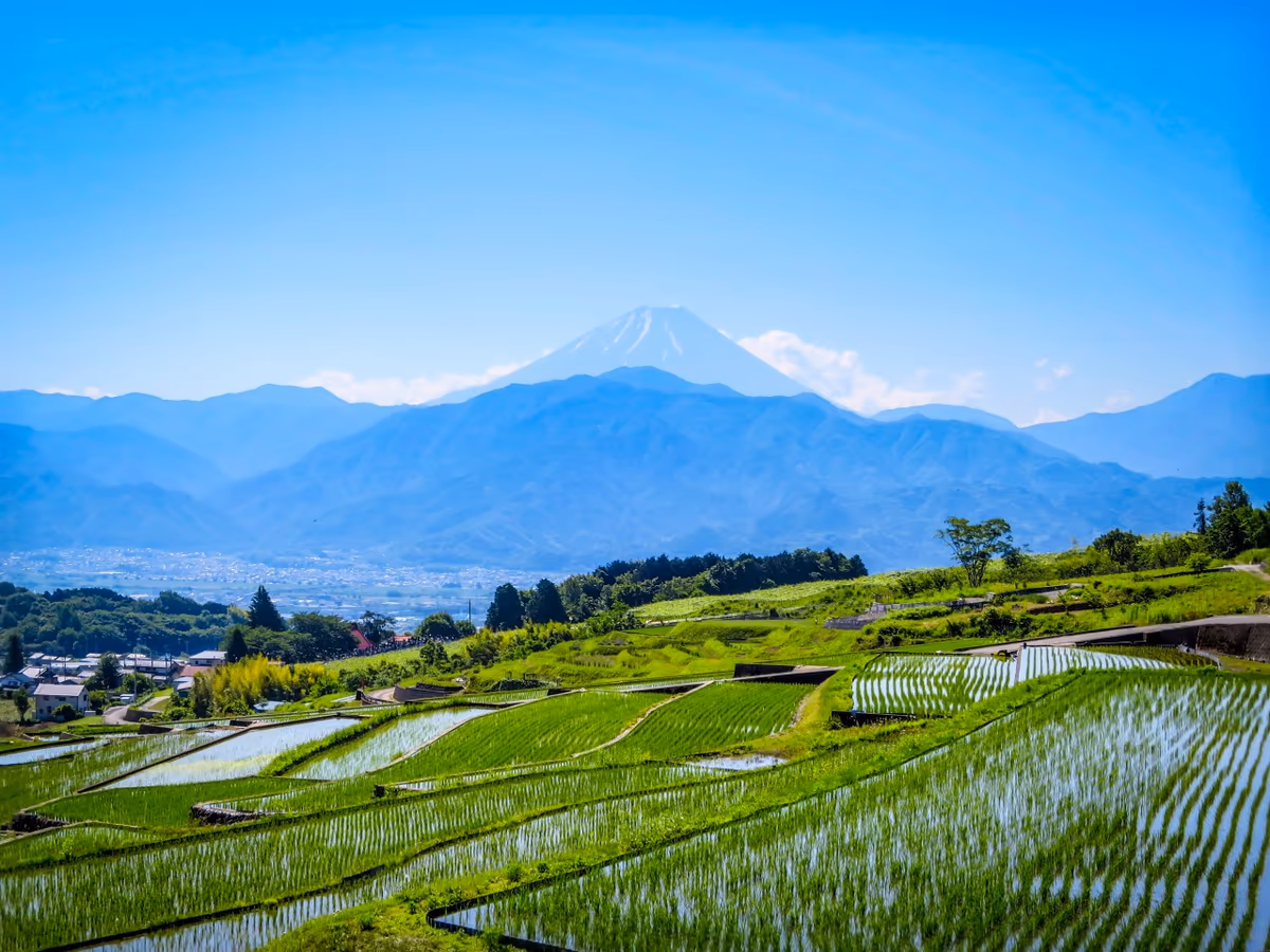 投稿写真：棚田と富士山