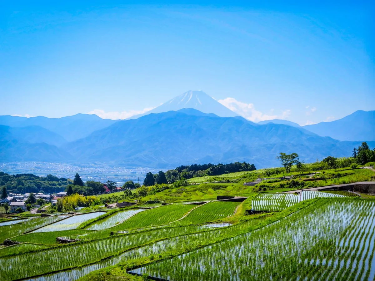 投稿写真：棚田と富士山