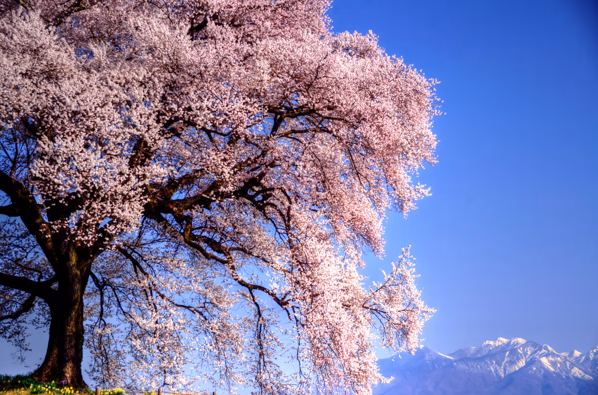 投稿写真：わに塚桜と八ヶ岳