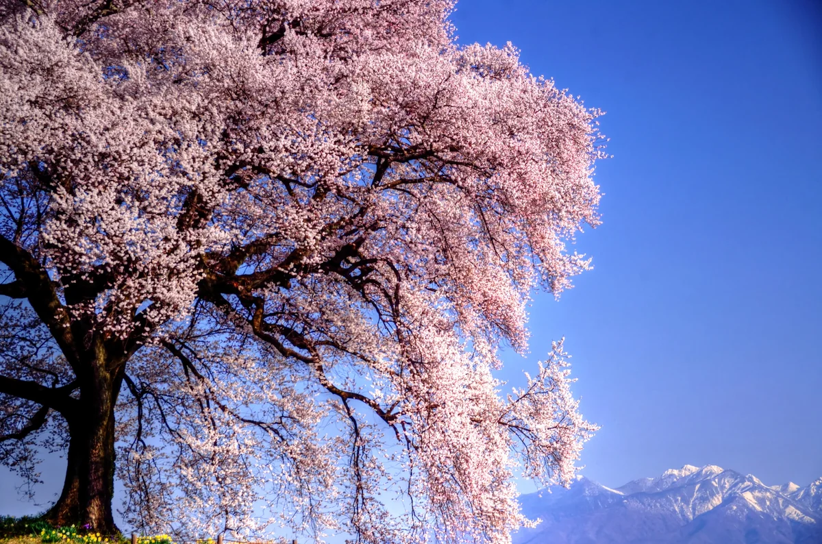 投稿写真：わに塚桜と八ヶ岳