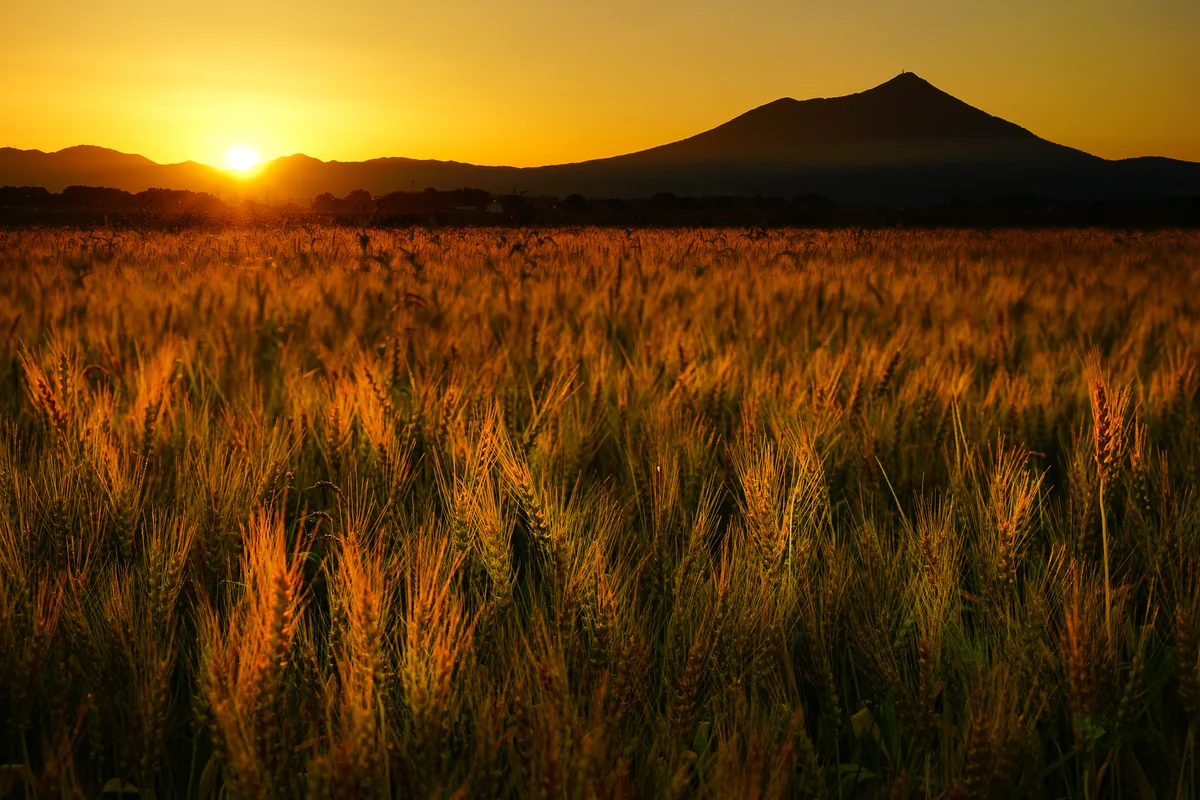 投稿写真：麦秋と筑波山