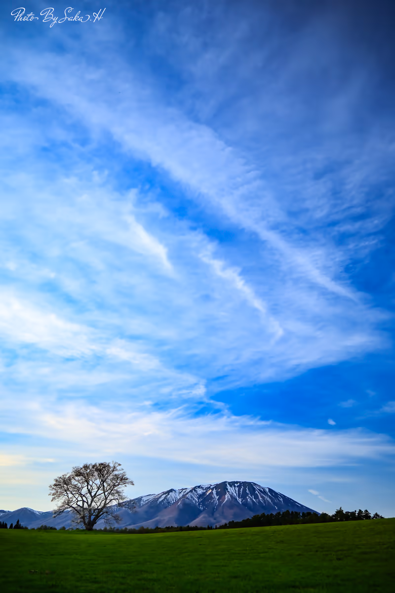 投稿写真：１本桜と岩手山
