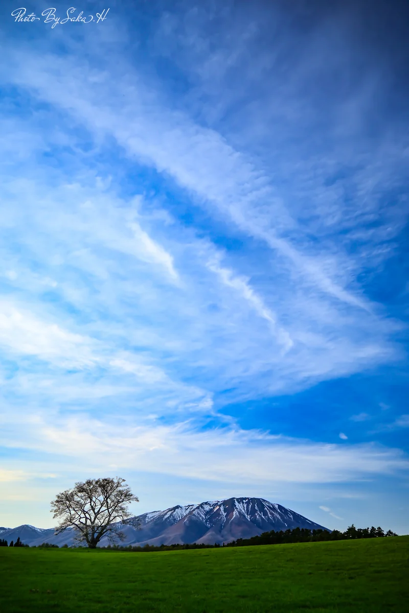 投稿写真：１本桜と岩手山