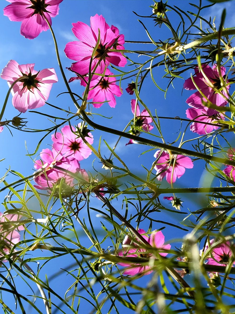 投稿写真：青空に向かって咲くコスモス💠