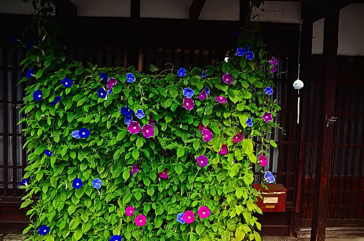 投稿写真：朝顔