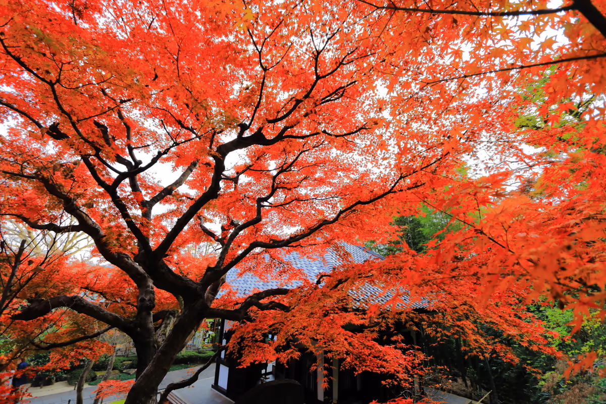 投稿写真：長谷寺の紅葉