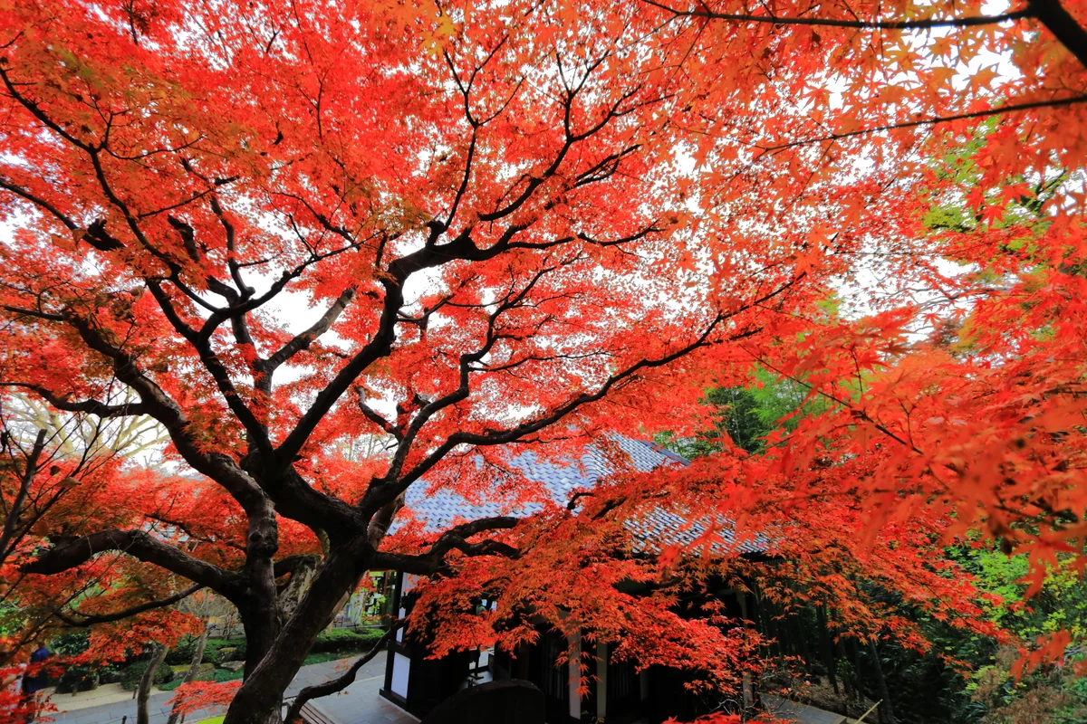 投稿写真：長谷寺の紅葉