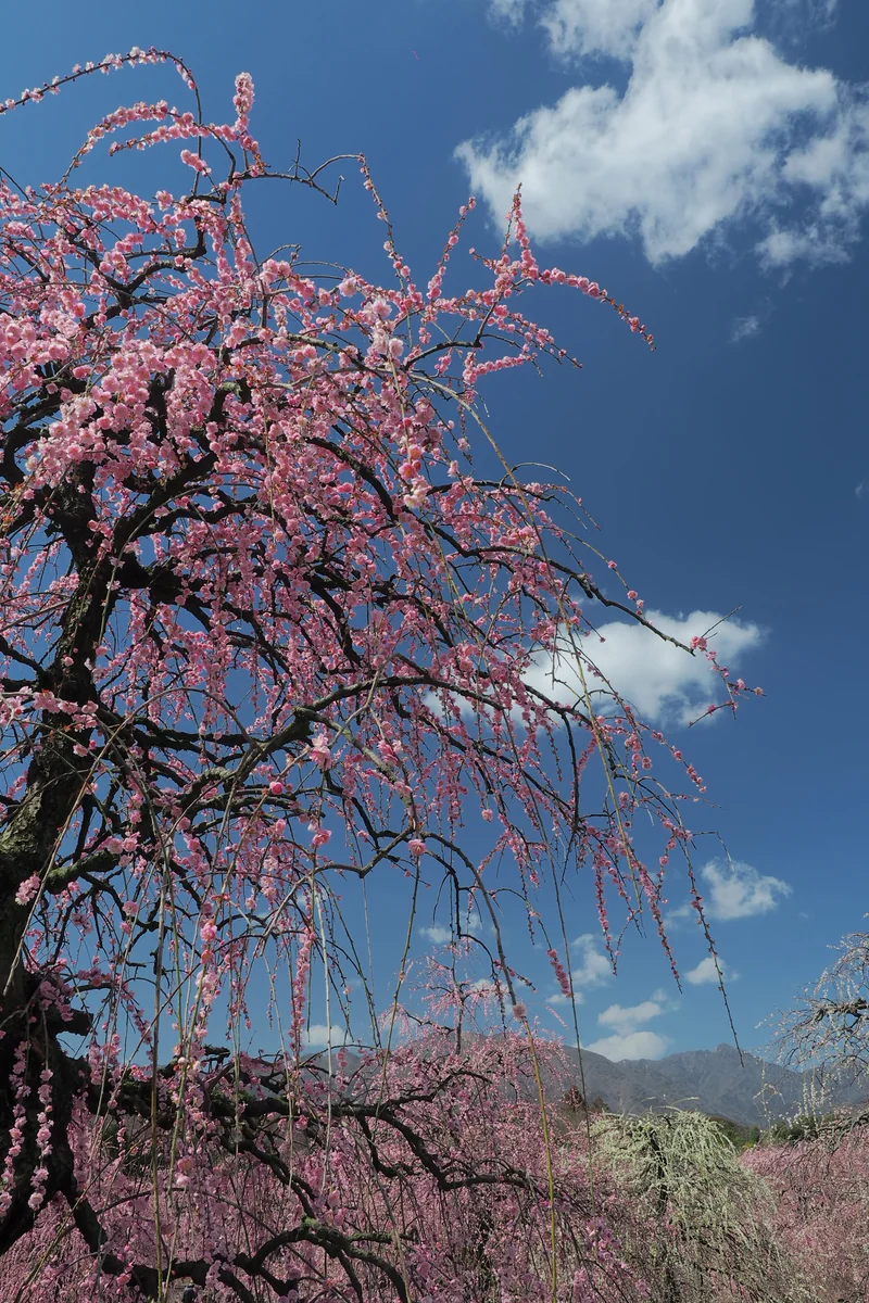 投稿写真：鈴鹿の森庭園　春の青空に咲く