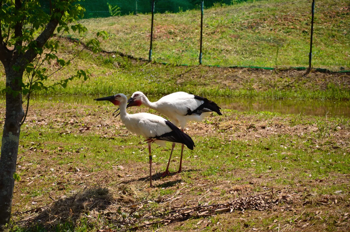 投稿写真：コウノトリ