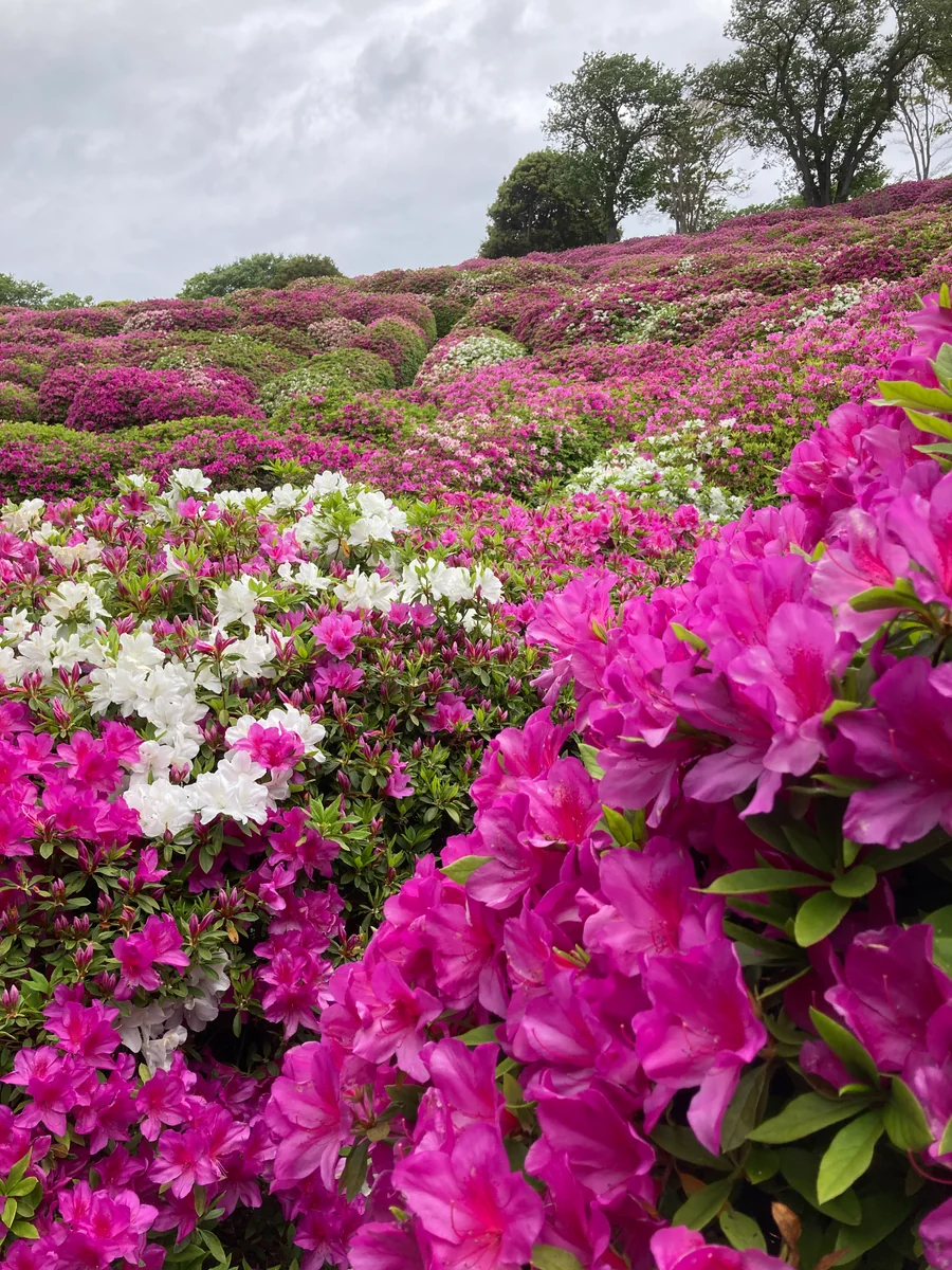 投稿写真：横須賀市太田和つつじの丘