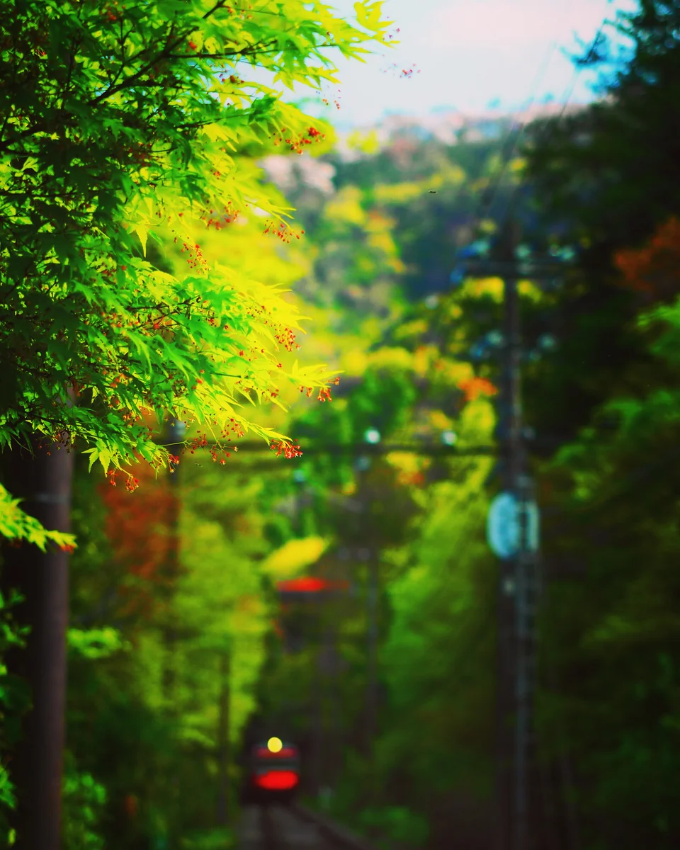 投稿写真：モミジの花