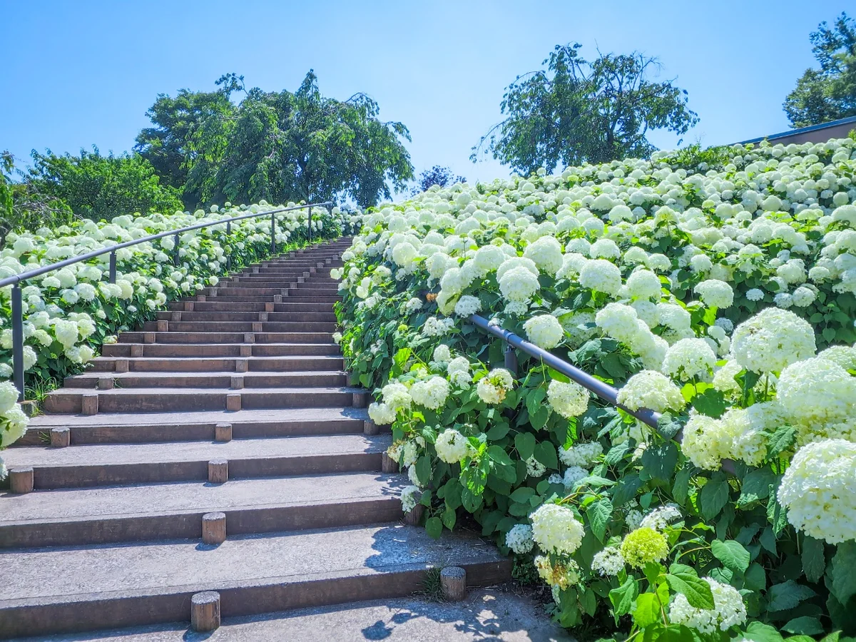 投稿写真：アナベルの階段