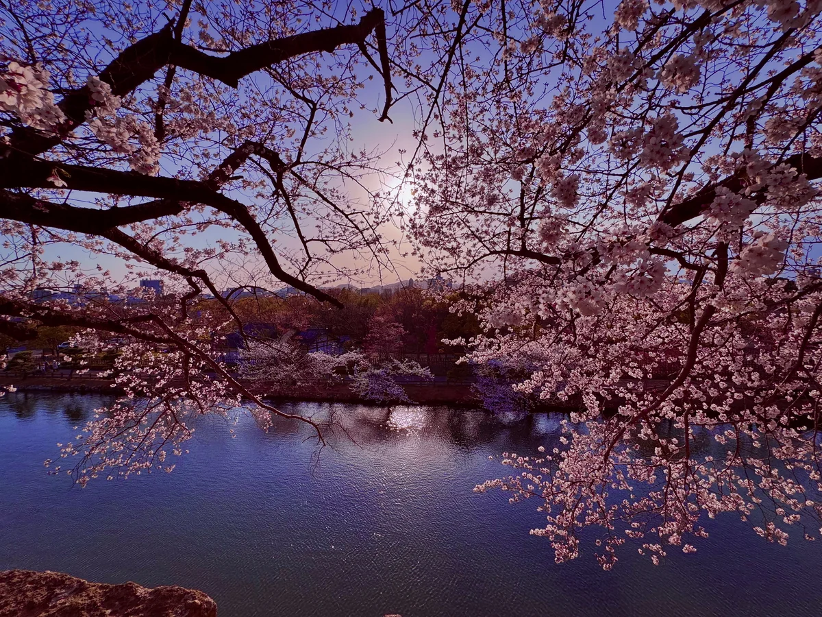 投稿写真：桜の絶景🌸世界遺産 国宝姫路城