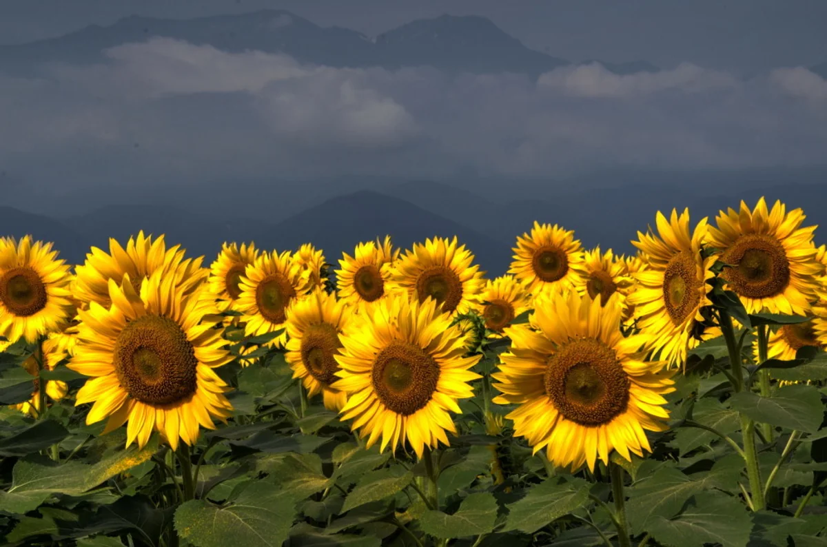 投稿写真：集合！