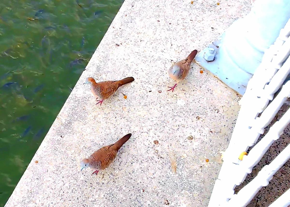 投稿写真：タイの野鳥たち