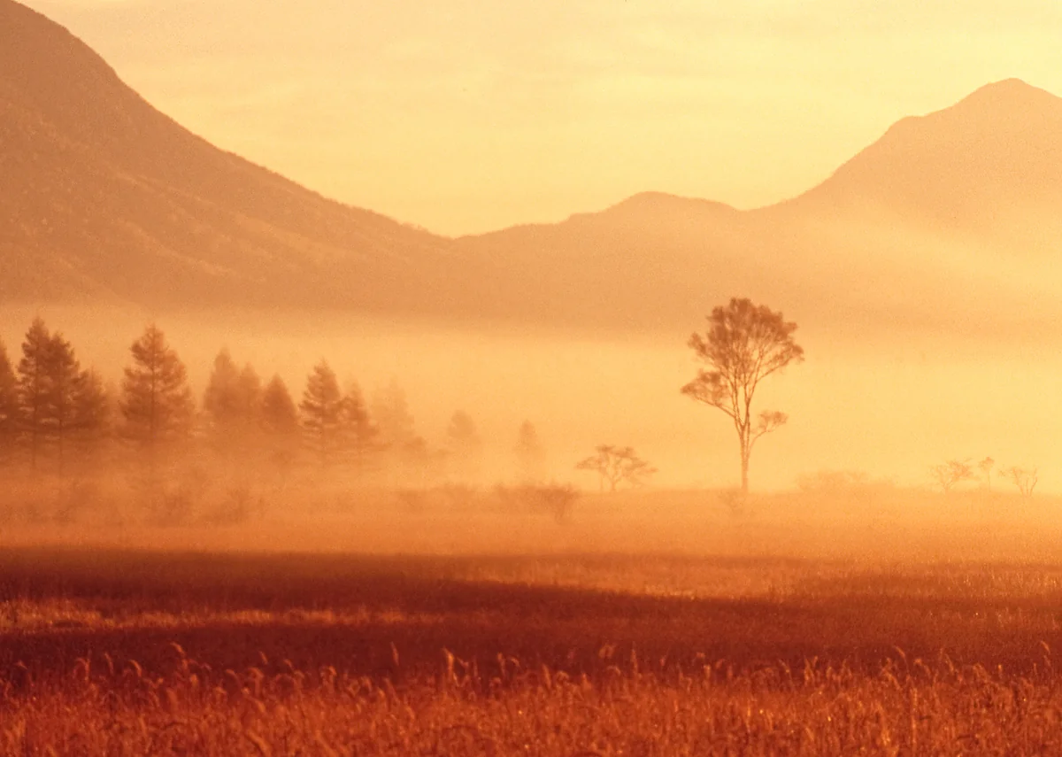 投稿写真：朝霧の湿原