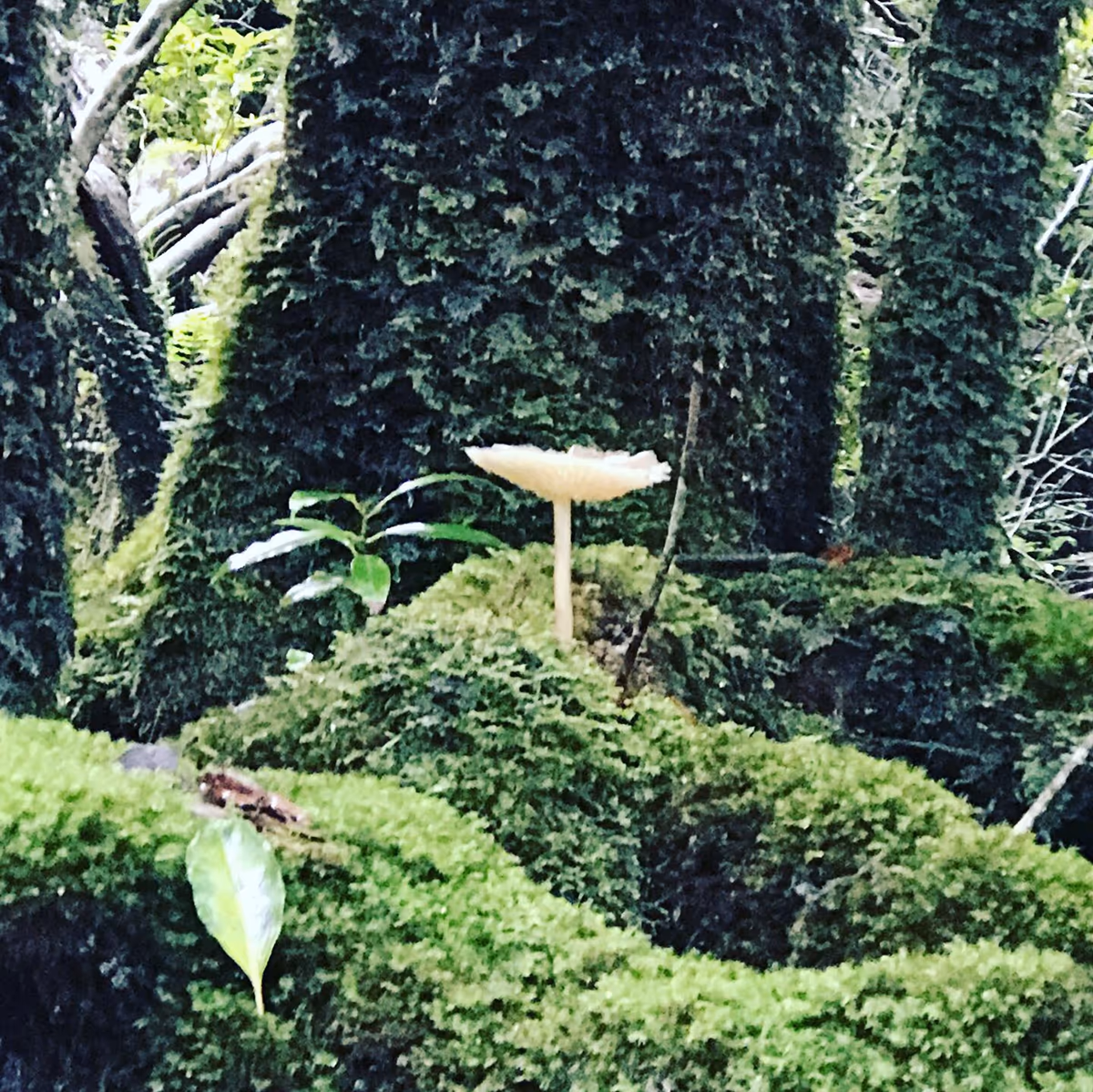 投稿写真：屋久島　『苔むす森』