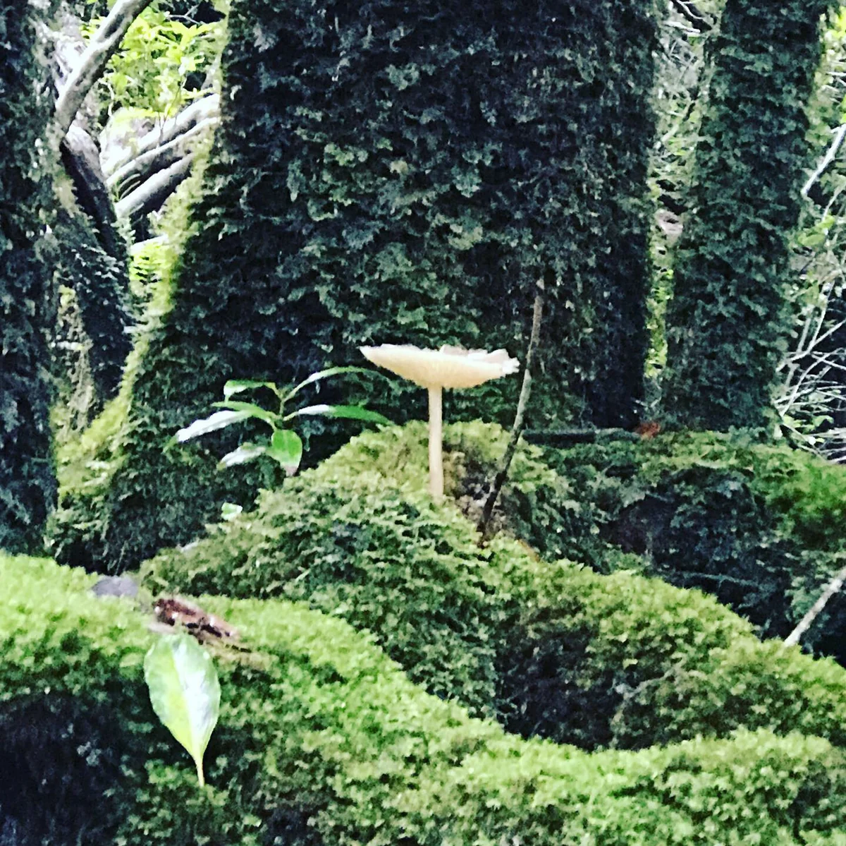 投稿写真：屋久島　『苔むす森』