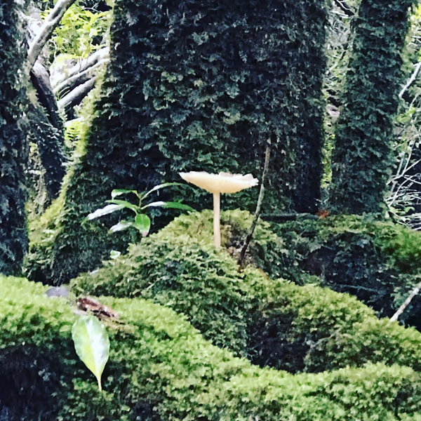 投稿：屋久島　『苔むす森』