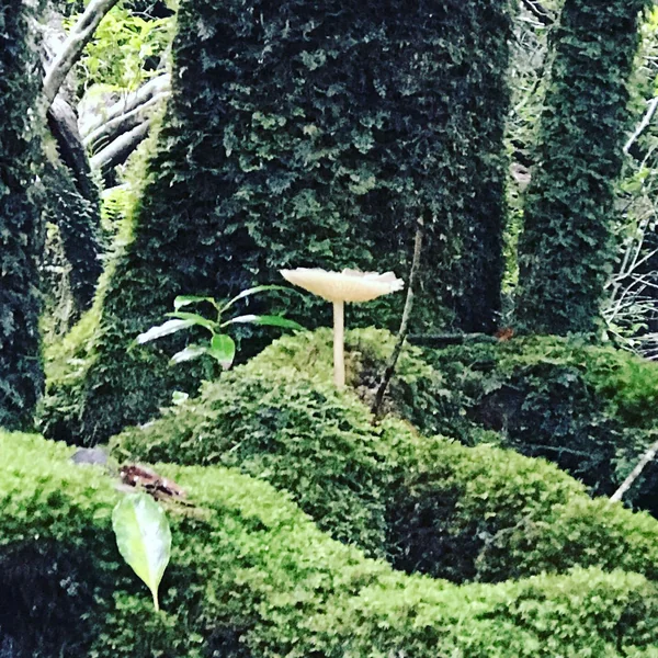 投稿：屋久島　『苔むす森』