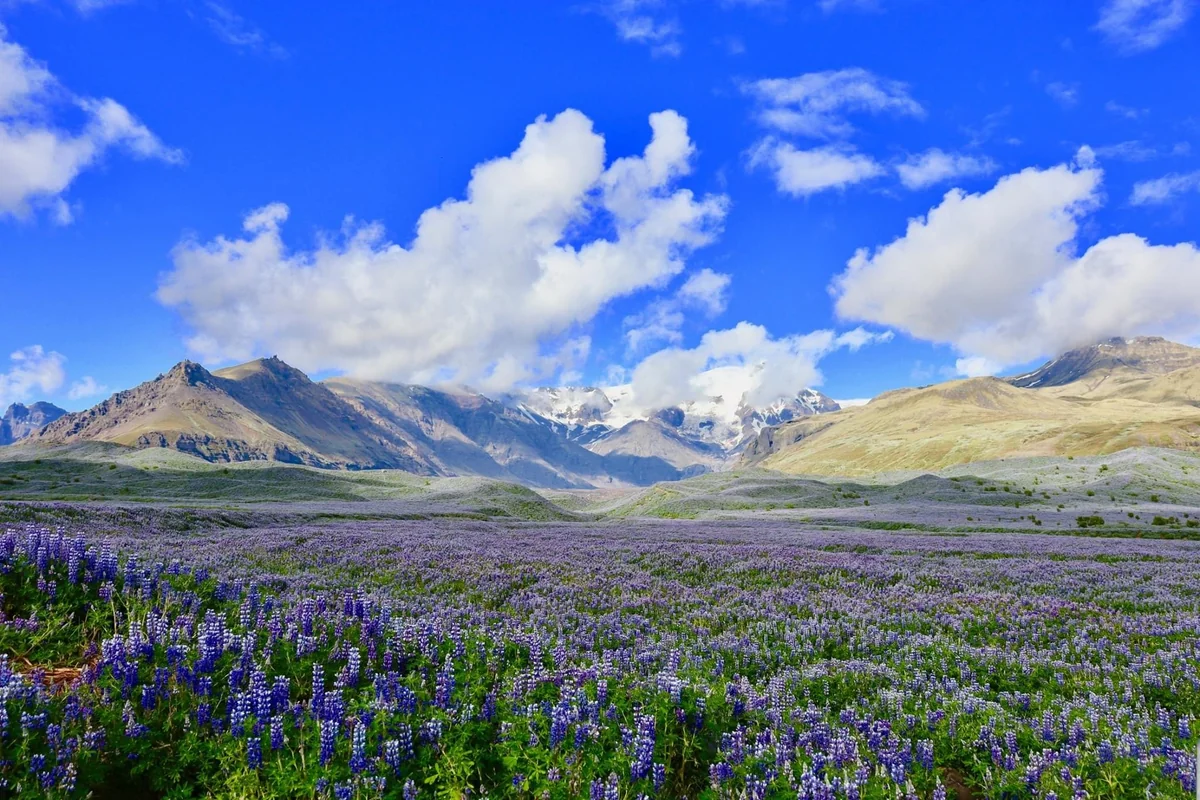 投稿写真：アイスランドの氷河とルピナス