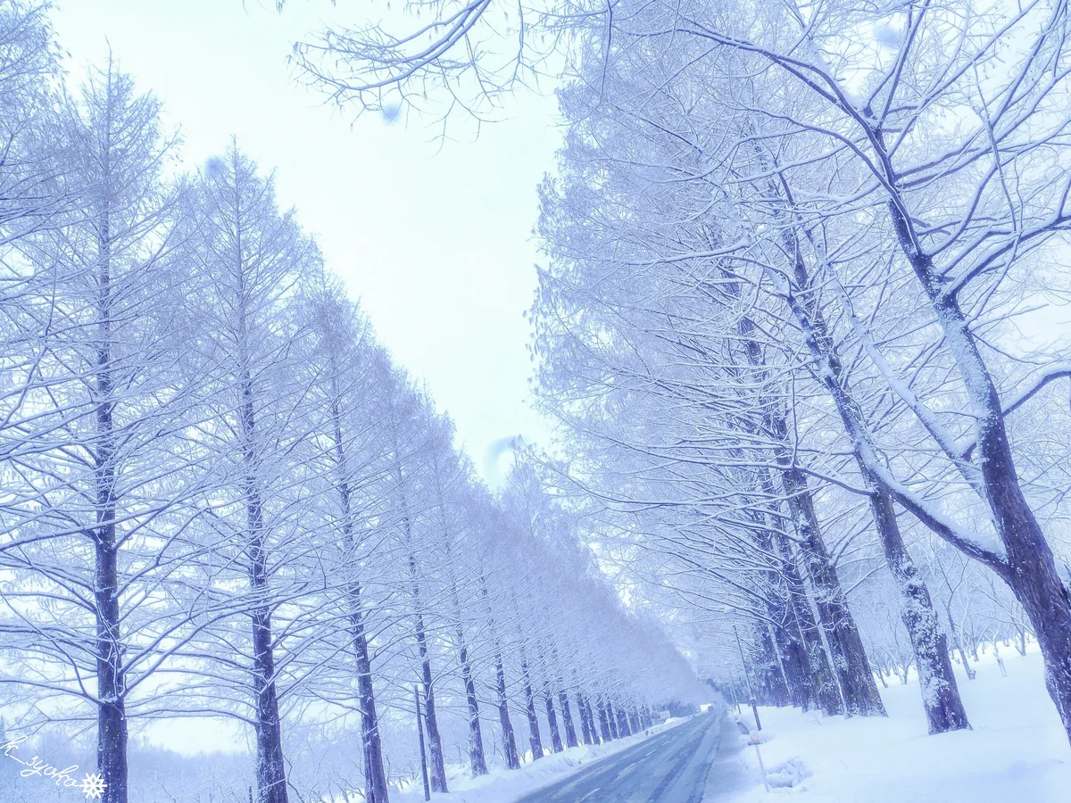 投稿写真：メタセコイアの世界観