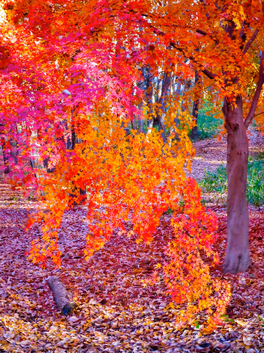 投稿写真：最後の紅葉