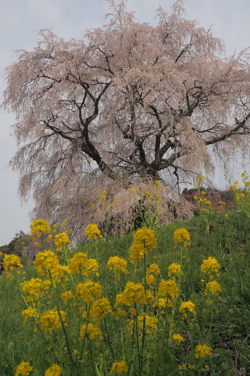 投稿写真：本郷のしだれ桜