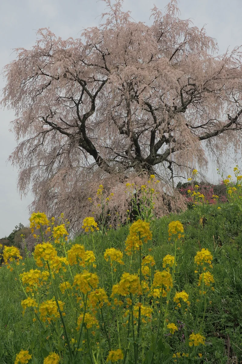 投稿写真：本郷のしだれ桜