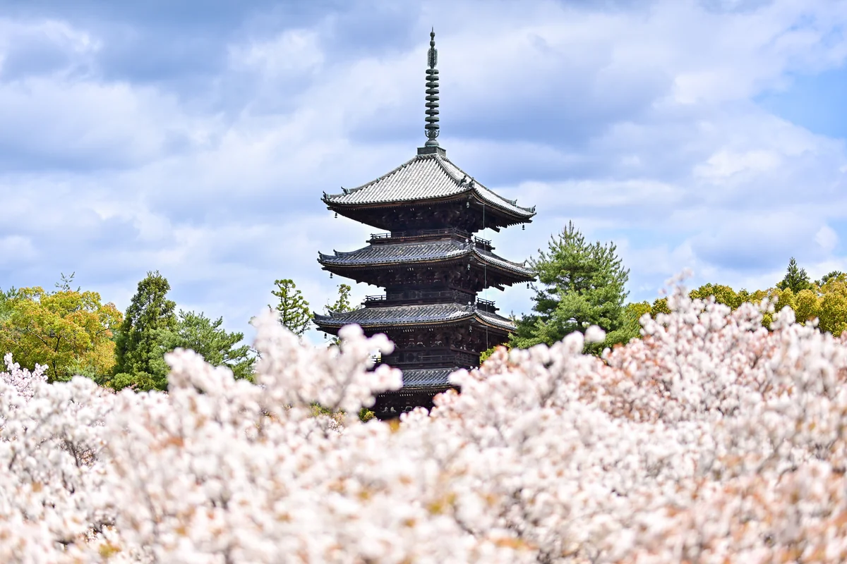 投稿写真：遅咲きの桜　仁和寺『御室桜』