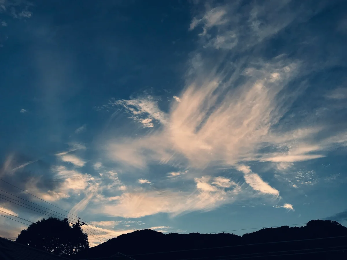 投稿写真：鳳凰