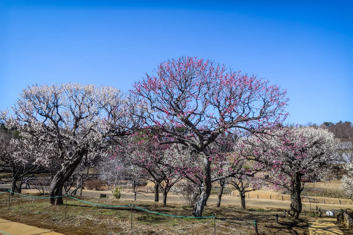 投稿写真：紅白の梅林