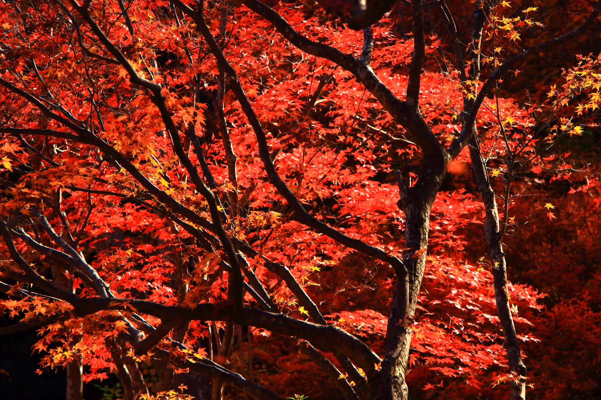 投稿写真：常寂光寺のもみじ