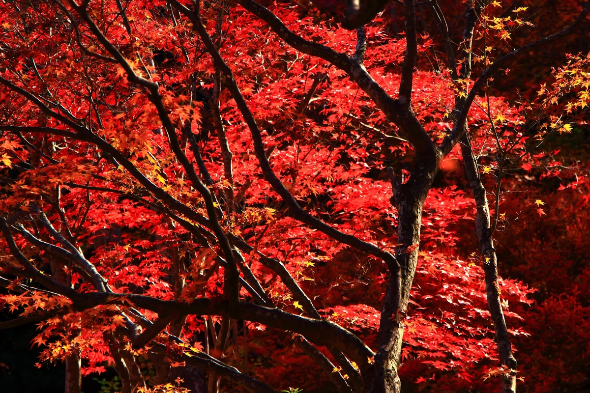 投稿写真：常寂光寺のもみじ