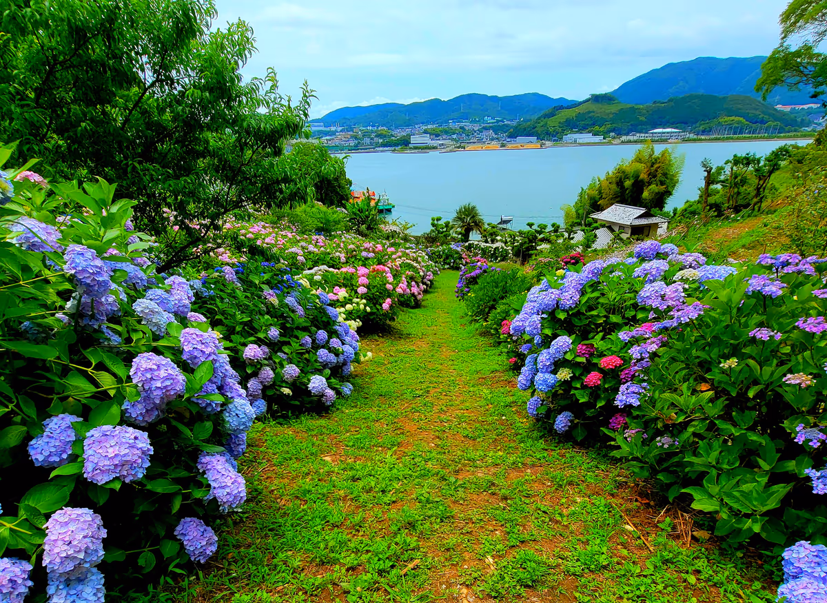 投稿写真：紫陽花畑