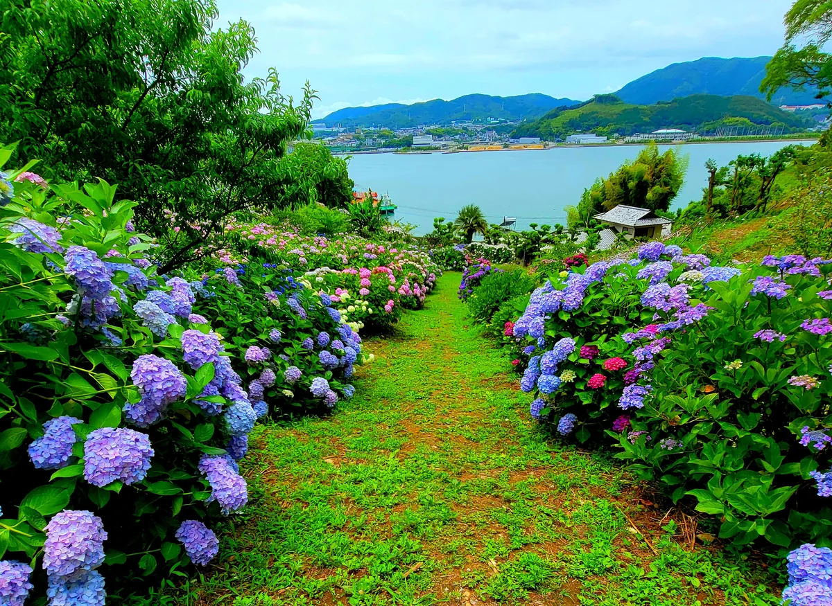 投稿写真：紫陽花畑
