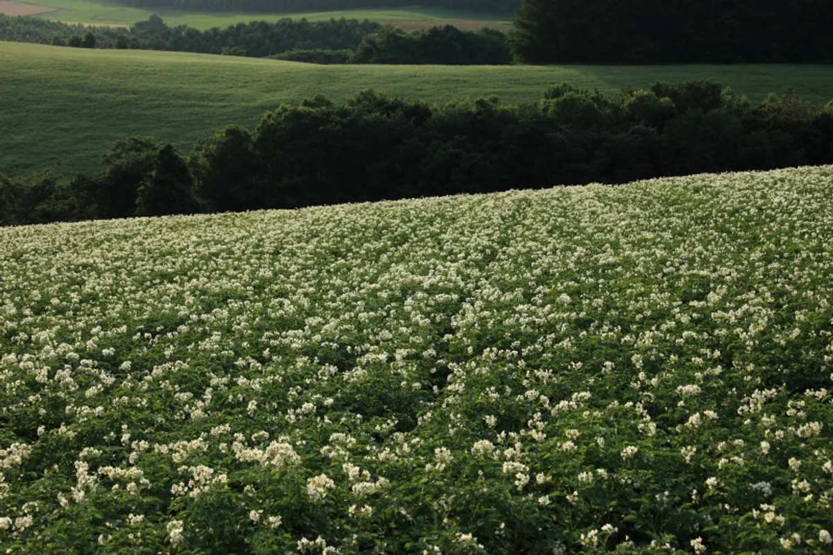 投稿写真：夕暮れのジャガイモ畑