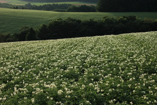 投稿：夕暮れのジャガイモ畑