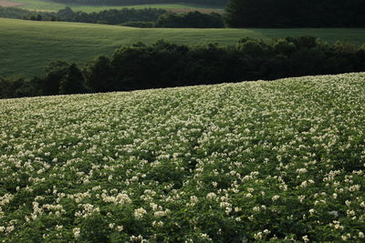 投稿：夕暮れのジャガイモ畑