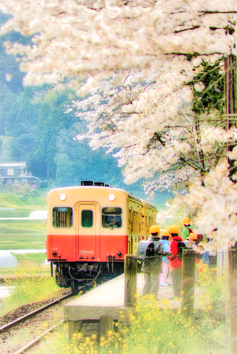 投稿写真：桜に見送られ、お家へ帰ろう～♪