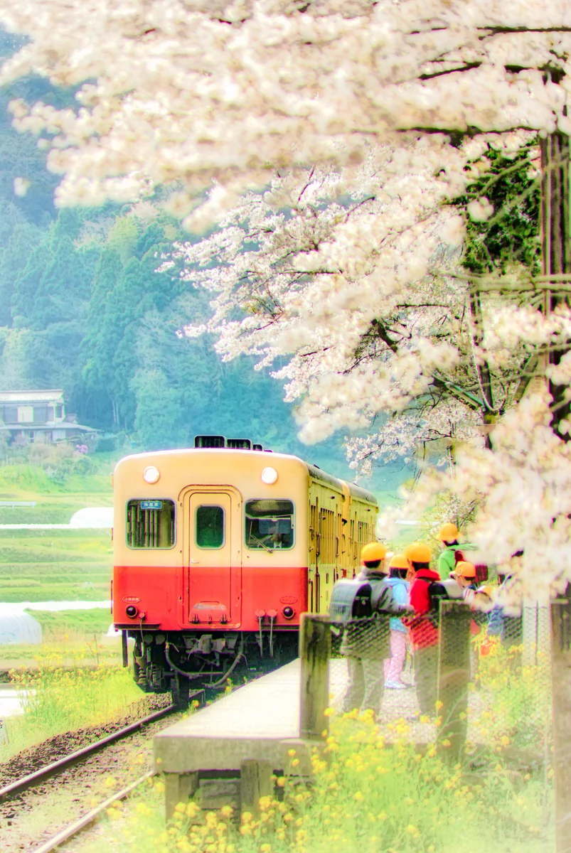 投稿写真：桜に見送られ、お家へ帰ろう～♪