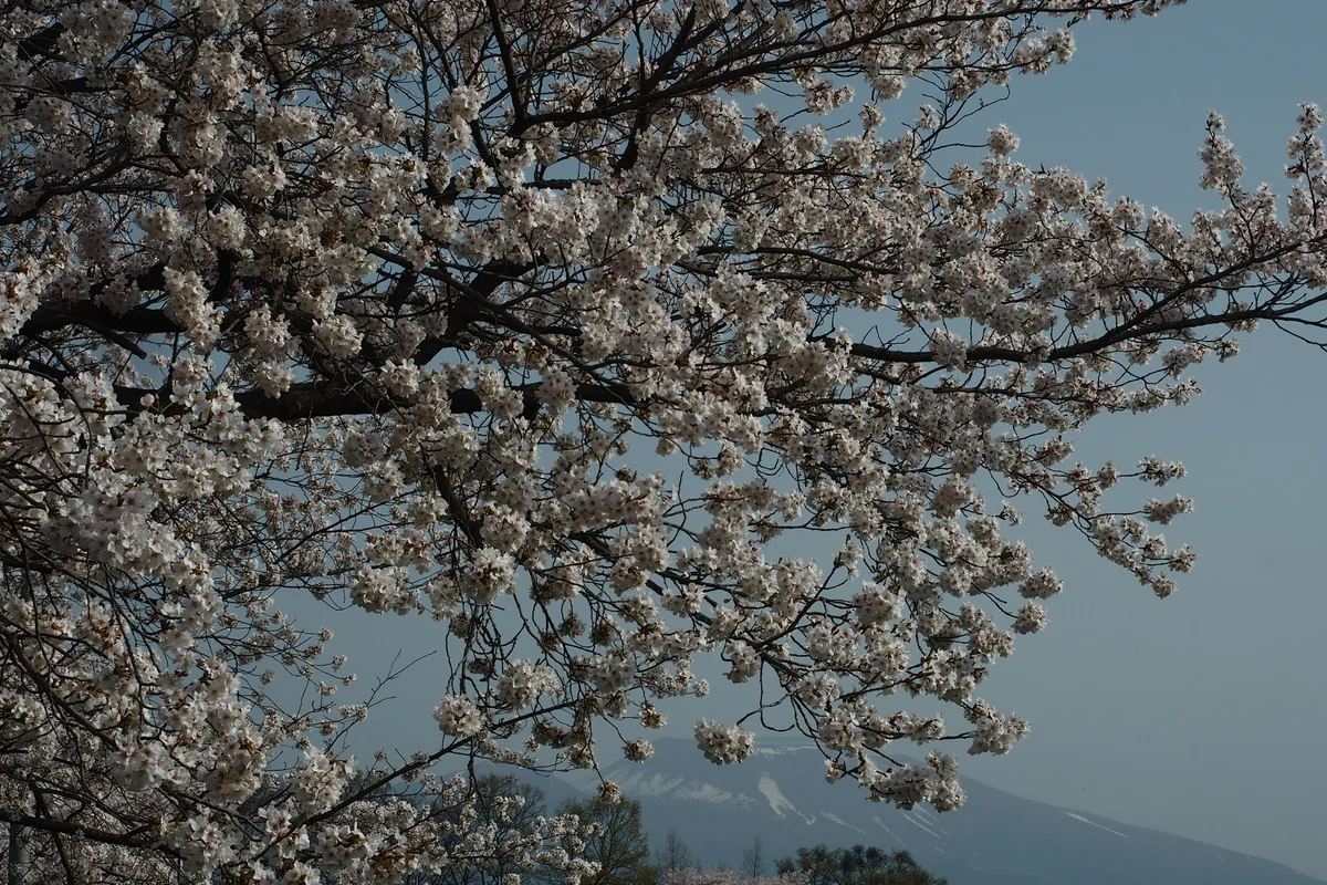 投稿写真：浅間山と桜