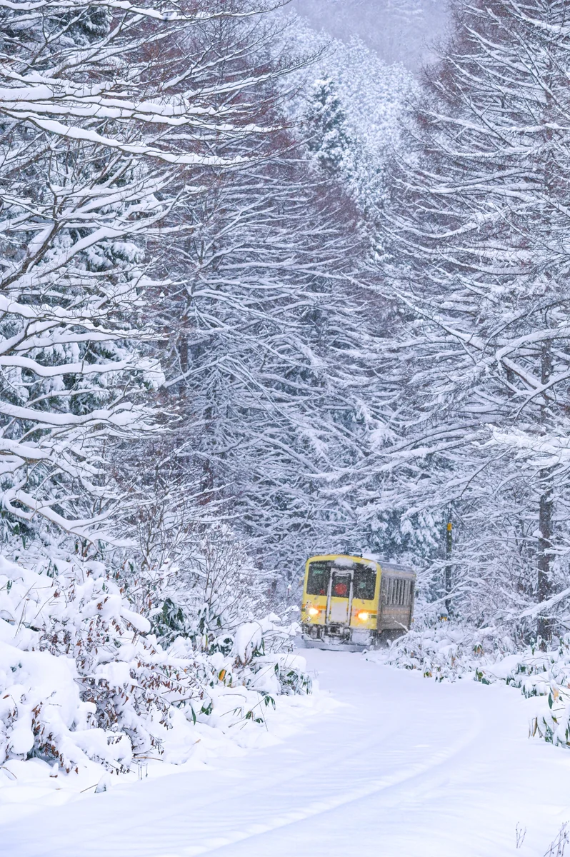投稿写真：白銀の世界を駆け抜ける