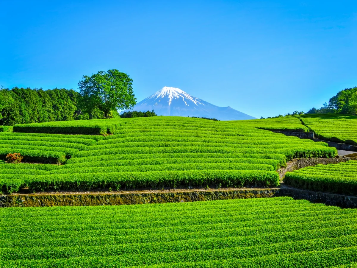 投稿写真：新緑の茶畑と富士山